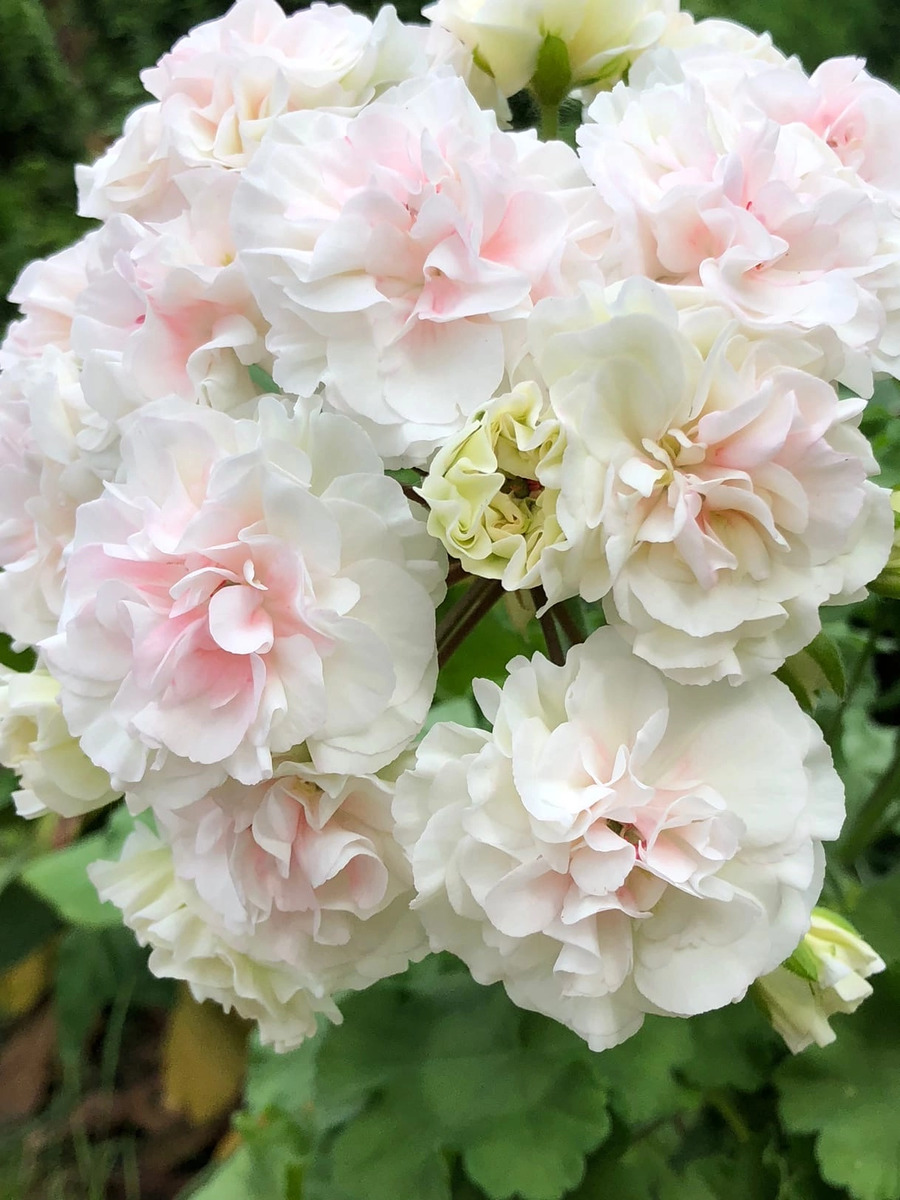 № 82 Пеларгония зональная ИВ Галина Уланова