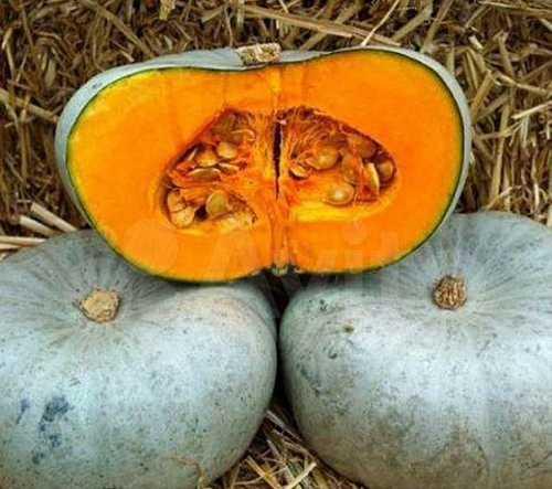 Тыква Сампсон F1 Enza Zaden крупноплодная, очень сладкая