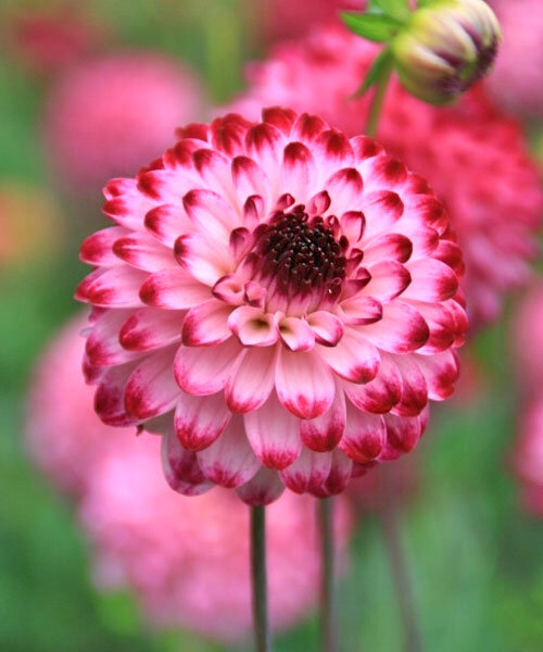 № 33  Георгины Литтл Роберт (Little Robert) помпонный