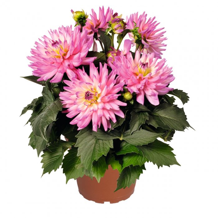 № 40  Георгин Веракруз (Dahlia Veracruz) низкорослый